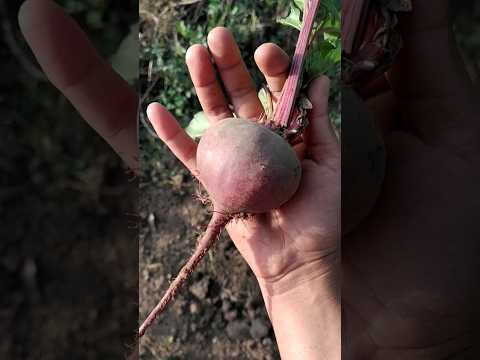 juicer and bigger beetroot in kitchen garden #garden #gardening #ideas