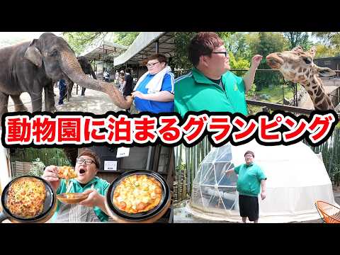 【動物園に泊まる?!】145kgがゾウに乗る?!キリンと朝食を食べられる宿に親友と一緒に泊まったらハプニング続出で最高の思い出になったwww