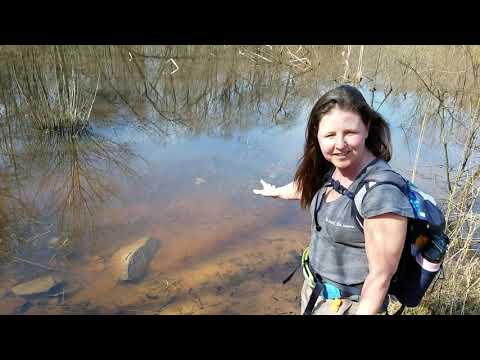 Spotted Salamander Eggs