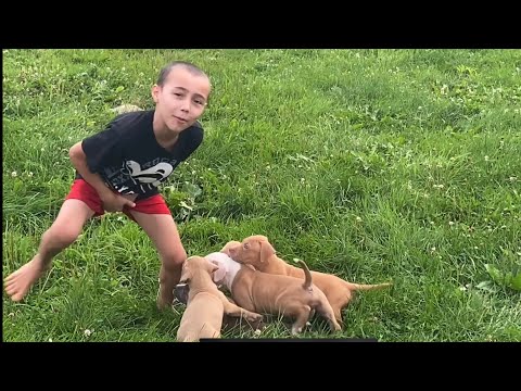 Boy gets attacked by pack of puppies and gets bit for real - watch till the end!! 😅🤣