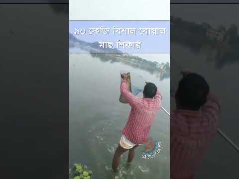 বিশাল বোয়াল মাছ শিকার || Big Boyal Fish catching || Traditional Hook Fishing ||#fishing #shorts