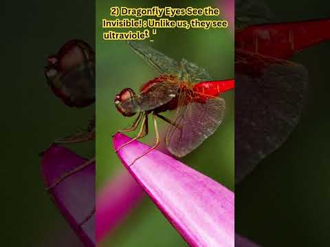 2 Facts That You Never Knew About Dragonflies|| #shorts #trending #viral # #facts #dragonfly