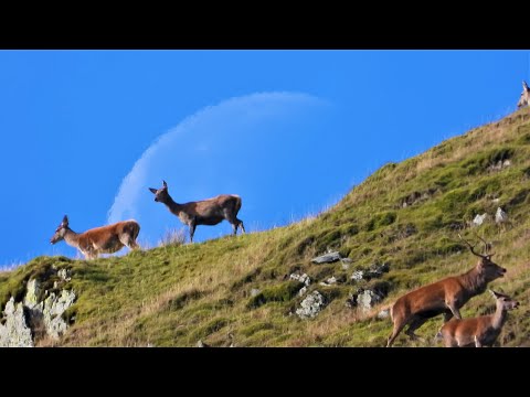 RED DEER RUT 2022  👀  Young Stags join The Rut.