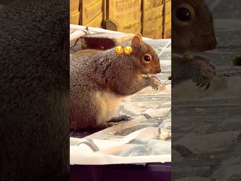 Cute 🥰 Squishy eating food 🍱 🐿️🐿️#shortsvideo #squishy #cutesquirrel