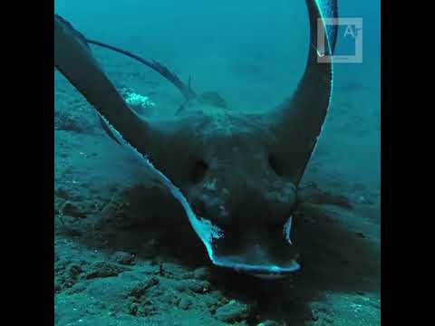 This Eagle Ray almost touched me!!! Underwater video with a cheap cellphone