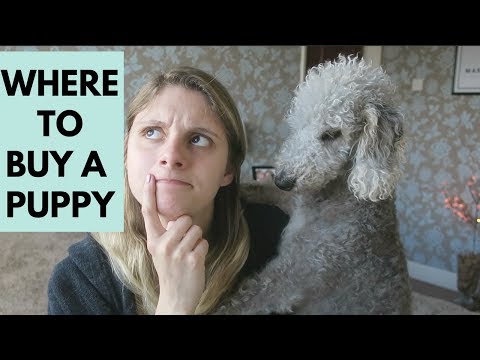 WHERE DO YOU GET A PUPPY FROM? - UK TIPS AND ADVICE