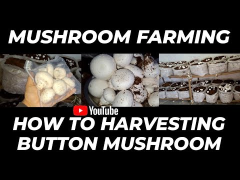 Mushroom farming business in India Full guide how to harvest Mushroom button mushroom farming