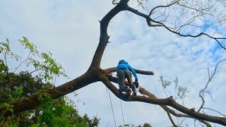 #28【山開拓】台風で倒木して心折れた…床下から侵入する者が…