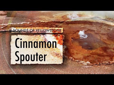 Cinnamon Spouter — ASMR, Sleep, Concentration (Sounds of Yellowstone)