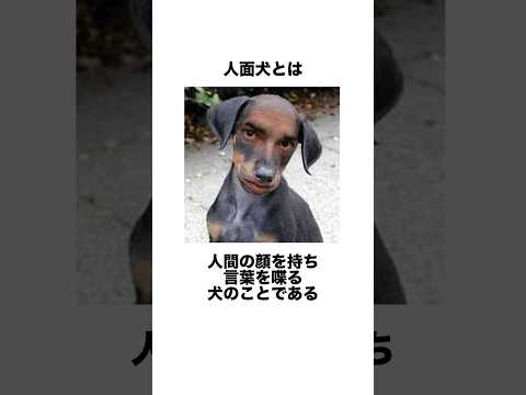 『人面犬』に関する都市伝説　　　　　　#雑学 #都市伝説 #uma