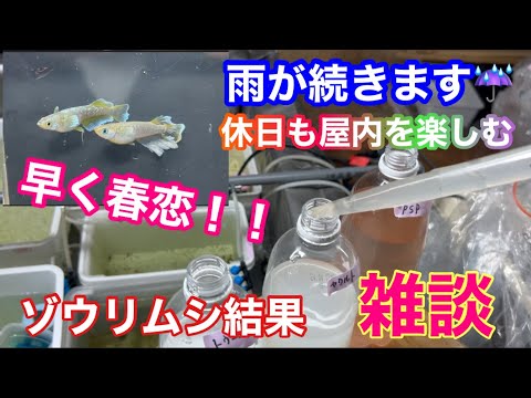 (メダカ)休日の雨が続きますね💦春に向けてみなさん楽しんでますか？メダカは水換えと生き餌ですよ．笑