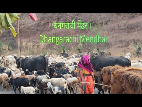 धनगराची मेंढर । Dhangarachi Mendhar #Travel#Vlog