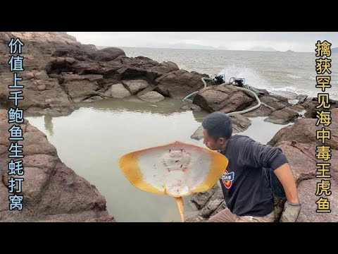 【阿向趕海】價值千鮑魚和生蠔打窩，智擒海中毒王虎魚，魚獲大爆桶