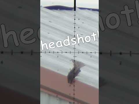 Scope Cam Headshot!