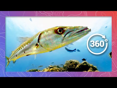 Parasites Removed from Barracuda  | Wildlife in 360 VR