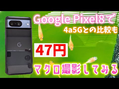 【メダカ】Google Pixel8が47円で買えたのでマクロ撮影してみる📸4a5Gとの動画比較も❗️＃スマホ＃めだか＃UQモバイル＃投げ売り＃キャンペーン＃激安＃飼育＃ビオトープ