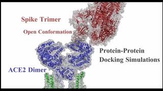 SARS-CoV-2スパイク（Spike）グリコプロテインとhuman ACE2のタンパク―タンパクドッキングシミュレーション（Protein-Protein Docking simulations）