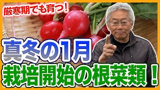 家庭菜園や農園の秋冬野菜栽培で1月栽培開始の根菜！厳寒期に育てるコツと根菜の育て方！【農家直伝】