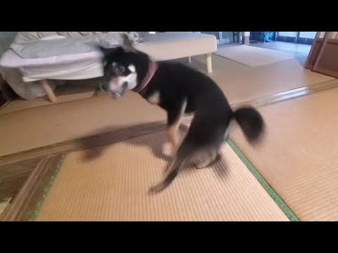 お祝いしたら狂喜乱舞する柴犬