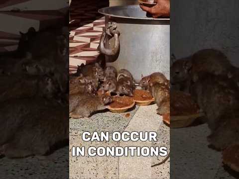 Feeding rats and humans at the same time #viralvideo #viralshort #viralshorts