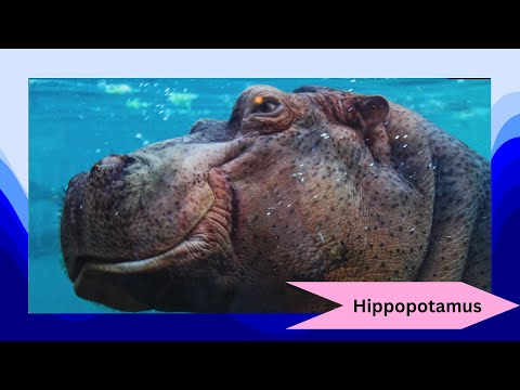 Hippos: Nature’s River Giants 🦛🌊 | Fascinating Facts & Behaviors