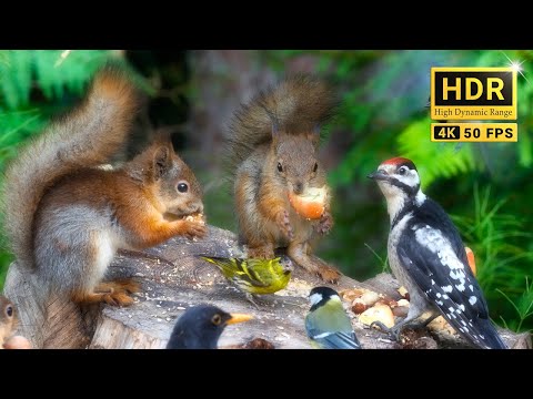 Cat TV for Cats to Watch 😽 Baby Red Squirrels and Cute Little Birds🐶 Dog TV 10 hours 4K Real HDR