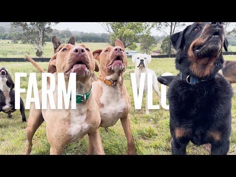 If I don't say a word?? | My Life Vlog as a Veteran with Lots of Dogs - Dog Farm Australia