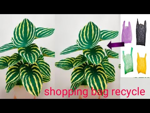 the way to make Peperomia watermelon with plastic bag/ flowercraft idea/ watermelon plants/