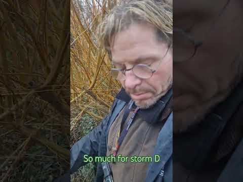 Clipping willow for wicca #naturelovers #nature #serenity #windy #storm