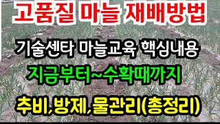 굵고 단단한 마늘재배방법 /농업기술센터 마늘교육 핵심요약 (지금부터~수확까지 재배방법 ) #고품질 마늘 재배방법  #마늘재배추비 #물관리 #마늘방제  #마늘수확시기