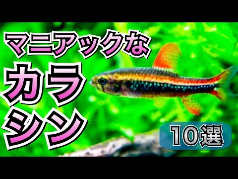 【綺麗な熱帯魚】マニアックなカラシン10選【淡水魚 アクアリウム】