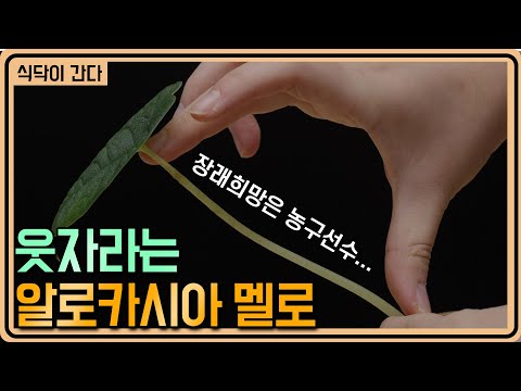 웃자라기만 하는 식물을 구해줘! (지옥에서 돌아온 알로카시아) ㅣ 식닥이간다 2편