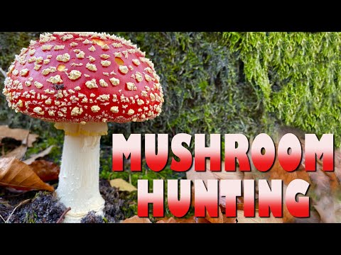 Mushroom Hunting Around Amsterdam