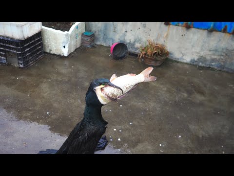 Cormorant eating a 50 cm fish