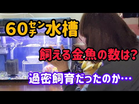 [金魚]　この水槽　金魚何びきまで飼える…　金魚水槽の水位はどれぐらい…　水換えしながら、お話しします👍#goidfish