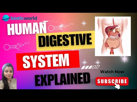 "The Human Digestive System: An In-Depth Exploration of Organs, Enzymes, and Processes" /Bioticworld