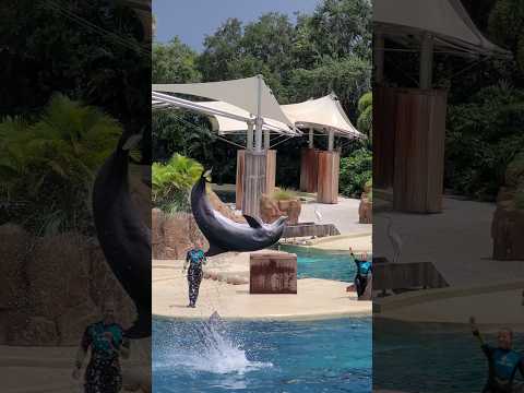 Starbuck Ansley and Alejandro demonstrate high flying behaviors bottlenose dolphins are famous for 🐬