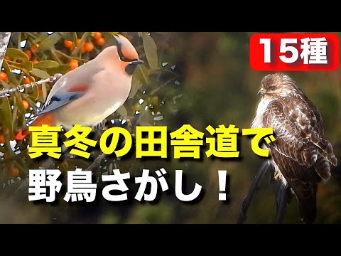 ヒレンジャクや不思議な野鳥を発見！？