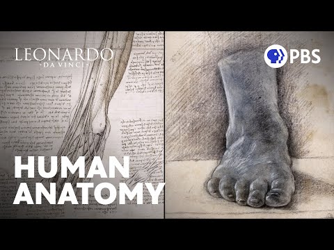 Dissecting a 100-Year-Old Man and the Drawings That Changed Anatomy | Leonardo da Vinci | PBS