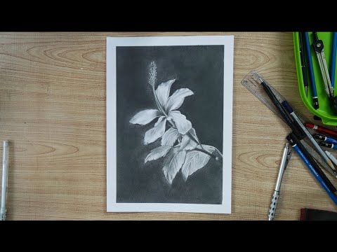 how to draw hibiscus flower | still life drawing