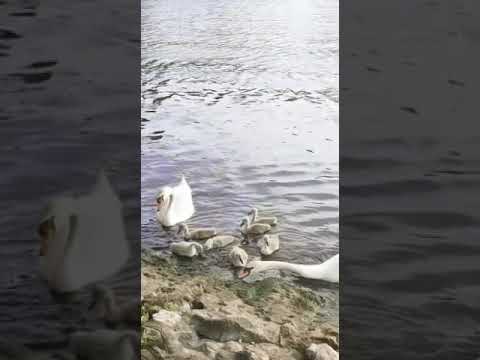 Swan babies having fun #swan #summer #nature #germany #berlin #viral