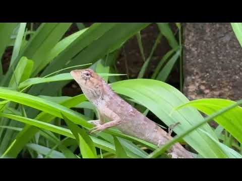 Indian chameleon || Nature