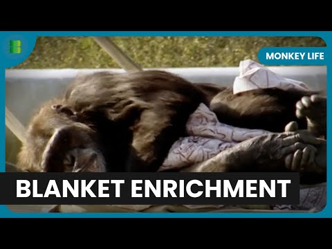 Geriatric Monkeys Find New Joy - Monkey Life - Documentary