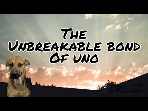 Update on the dog The unbreakable bond of Uno