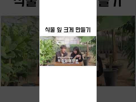 성장이 멈춘 식물 잎을 크게 만드는 팁