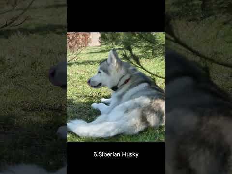 Siberian Husky #shorts