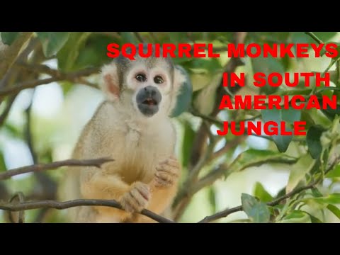 Discover What makes Squirrel Monkeys Unique In South American Jungle