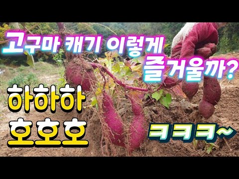 귀촌 1년차~ 신나는 고구마 캐기!! 재미로 봐 주세요 😊