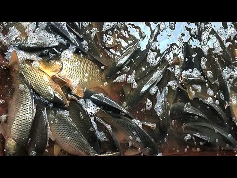 Beautifully carp and fish | Amazing Fishing video | Cute carp fish in Bangladesh