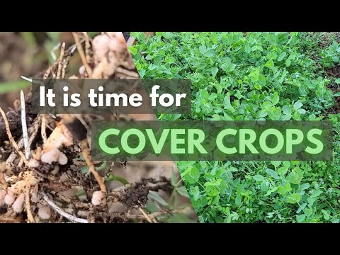 How to plant COVER CROPS & build great SOIL!